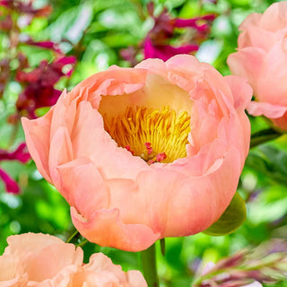 King's Day Peony